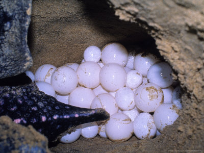 sea turtle nesting.jpg?1380414076442